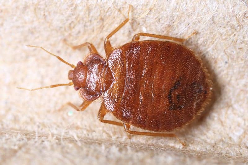 How To Get Rid Of Bed Bug Infestation