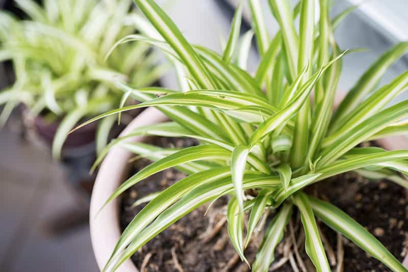 Bedroom Plants Why It Is Important Have Plants In Your