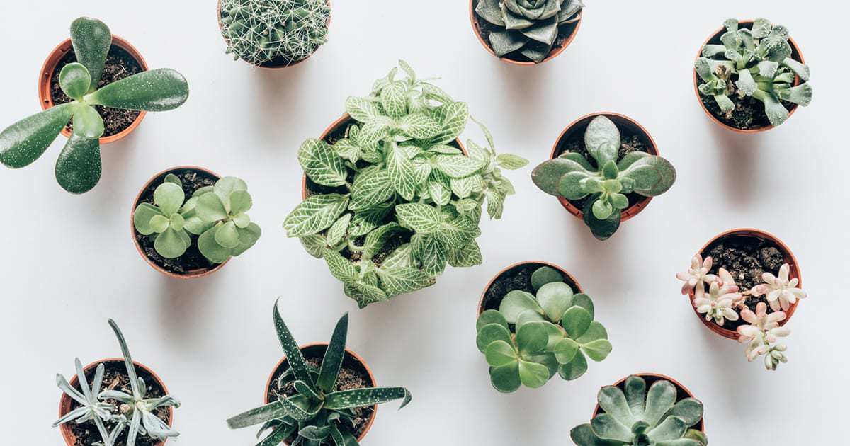 Bedroom Plants Why It Is Important Have Plants In Your Bedroom