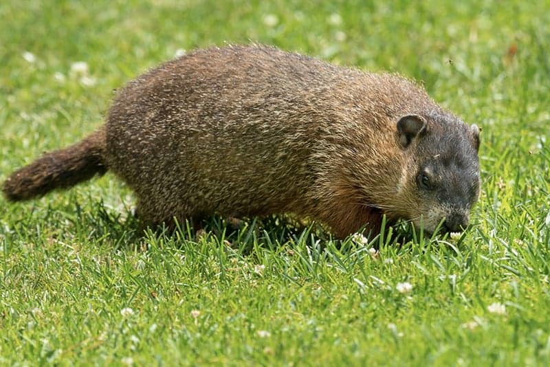 Groundhogs Do Not Lose Weight Easily Loading...