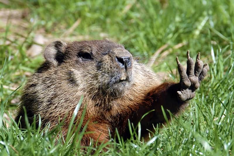 Groundhogs Have Hard Skulls Loading...
