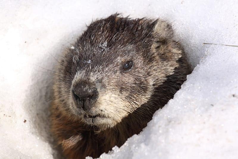Groundhogs are Solitary Creatures Loading...