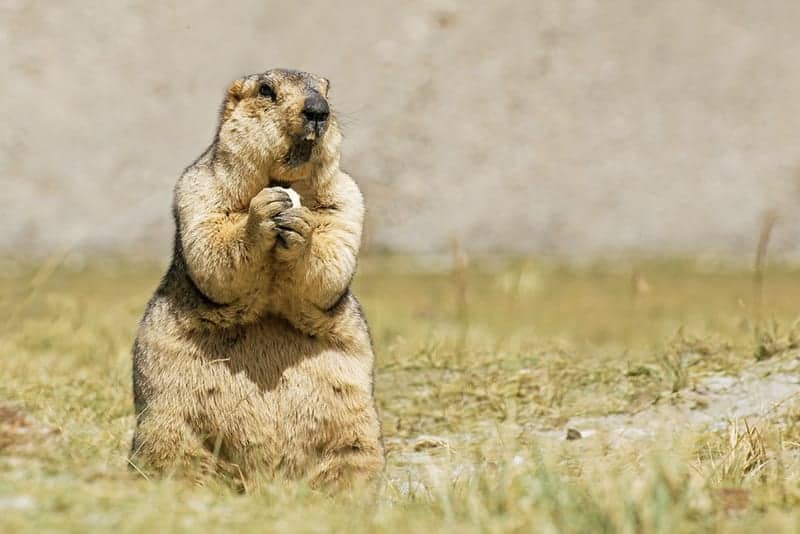 Groundhogs are Whistlers Loading...