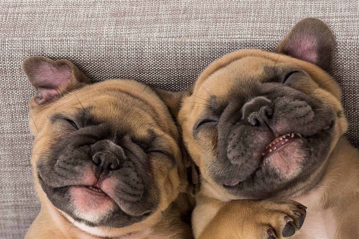 How Much Do Dogs Sleep