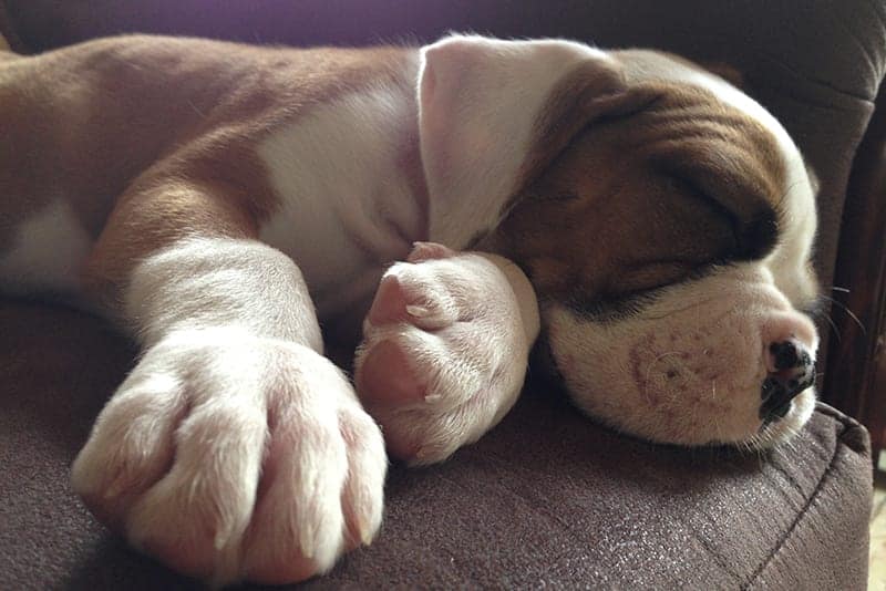 Cute little puppy sleeping on couch