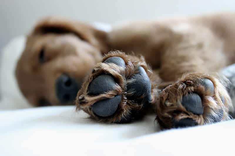 Is-My-Dog-Sleeping-Too-Much.jpg
