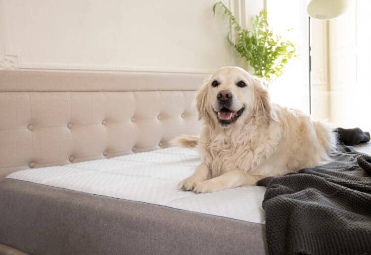 Pet-friendly Nectar Mattress