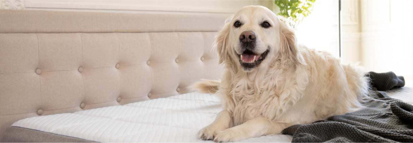 Pet-friendly Nectar Mattress