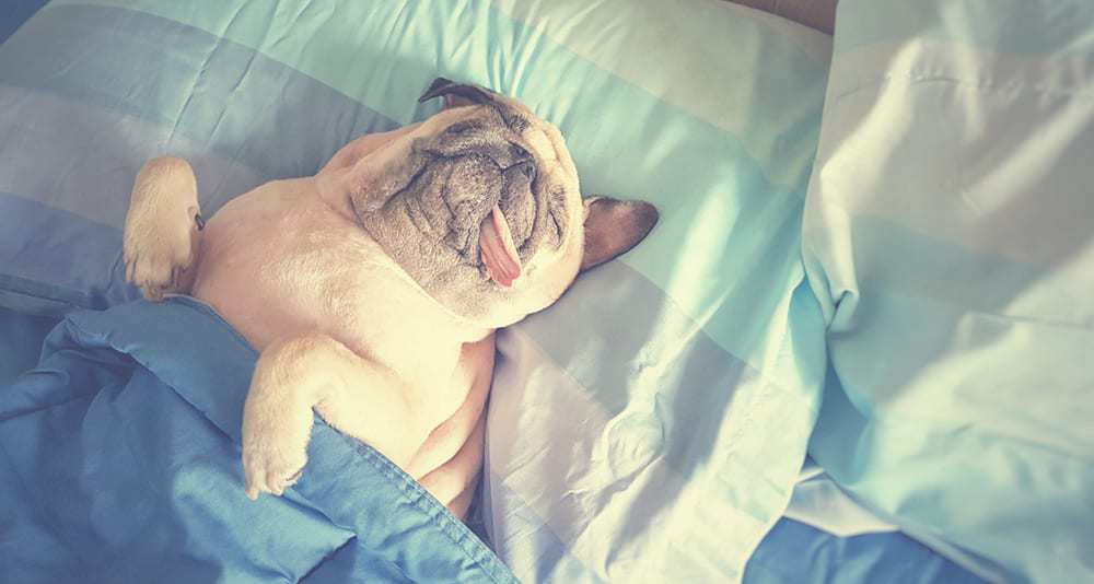 Nectar Mattress With A Dog Loading...