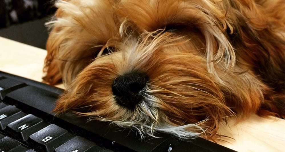 Sleeping Puppies Loading...