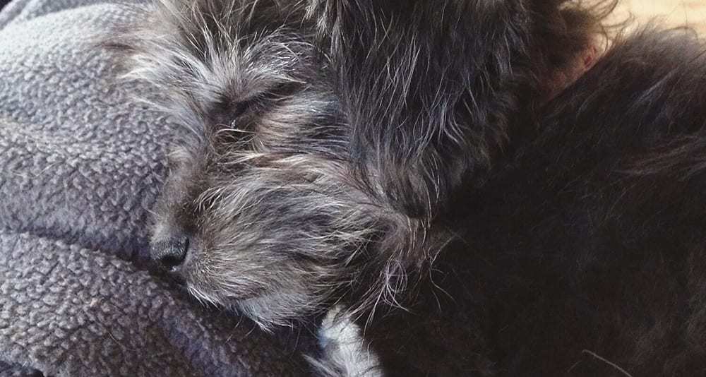 Sleeping Puppies Loading...