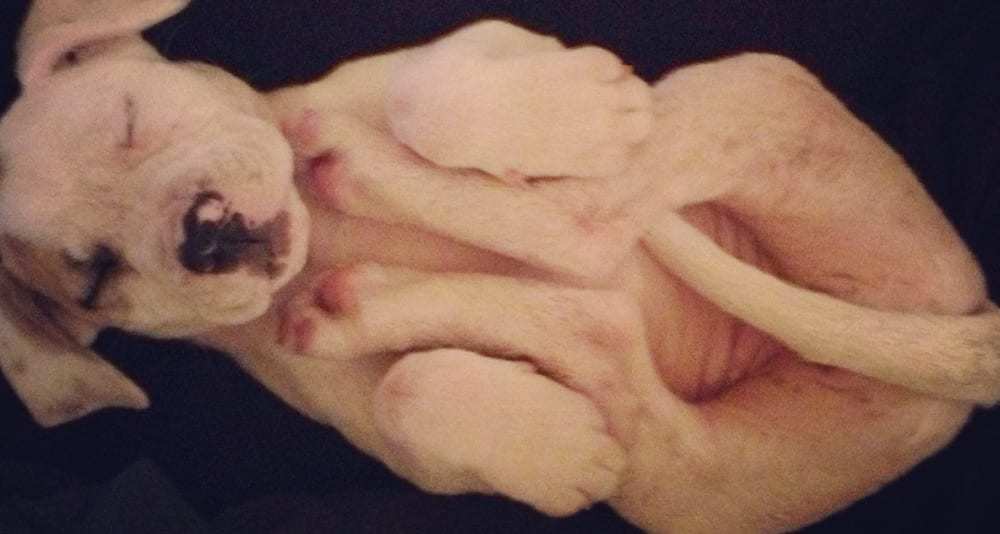 Sleeping Puppies Loading...