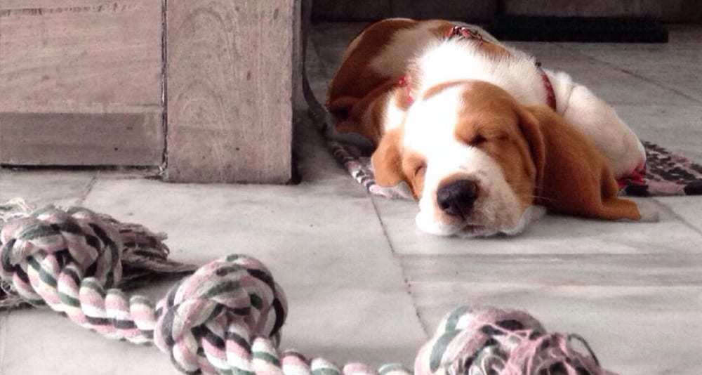Sleeping Puppies Loading...