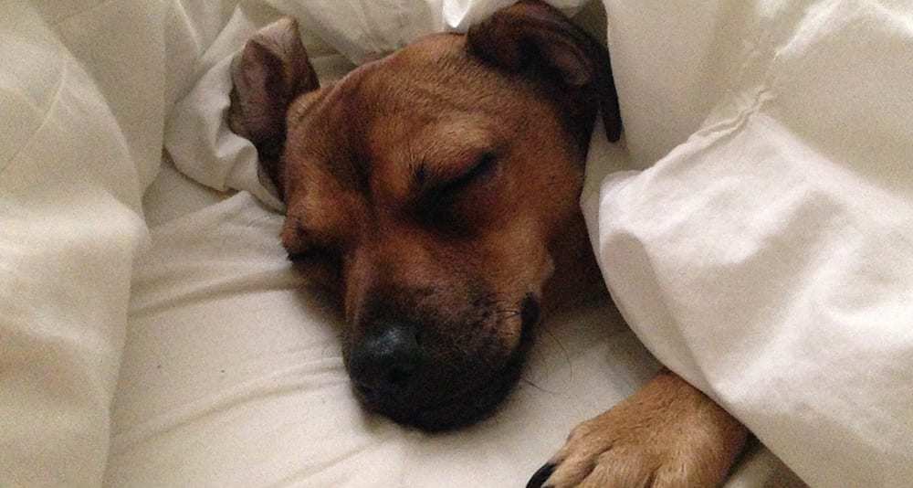 Sleeping Puppies Loading...