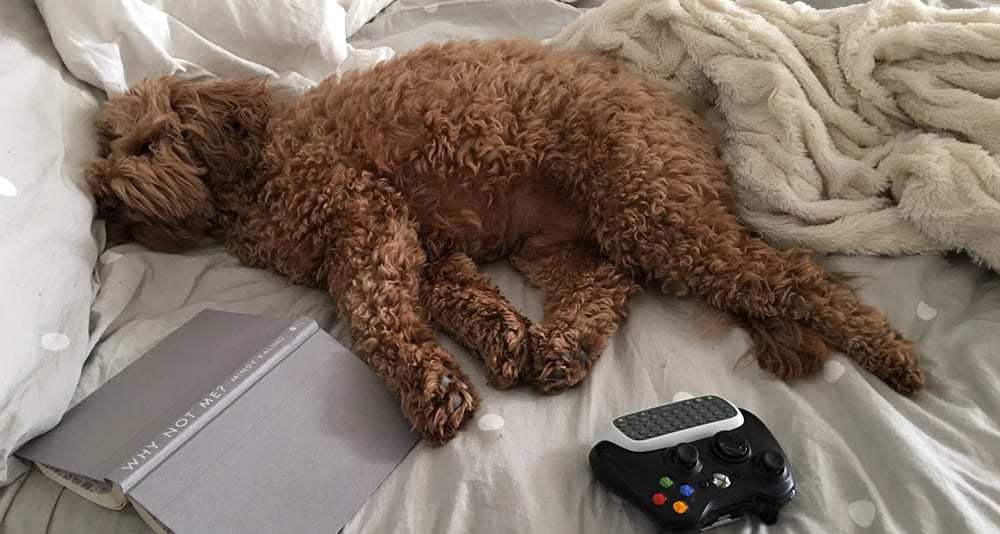 Sleeping Puppies Loading...