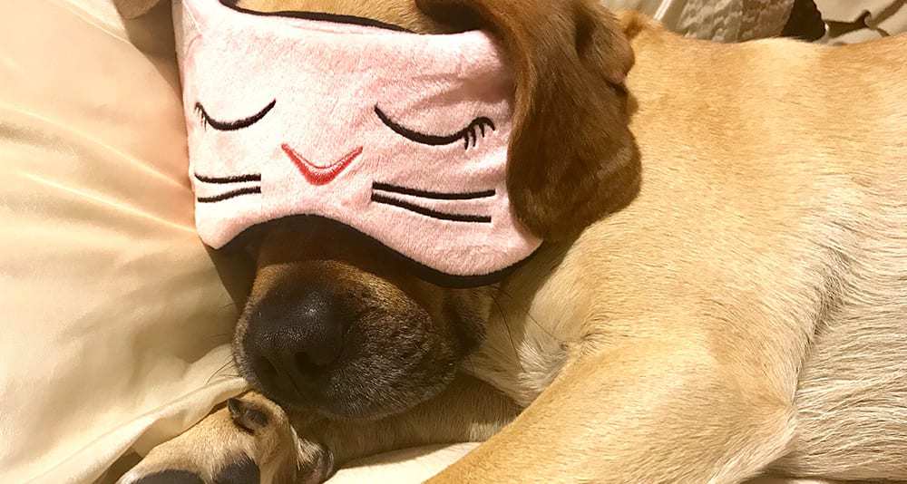 Sleeping Puppies Loading...