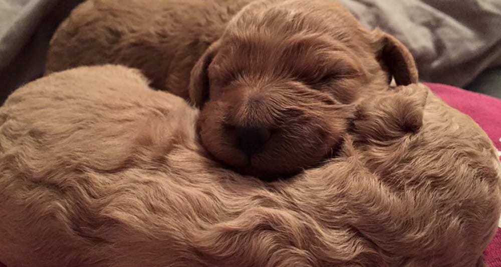 Sleeping Puppies Loading...