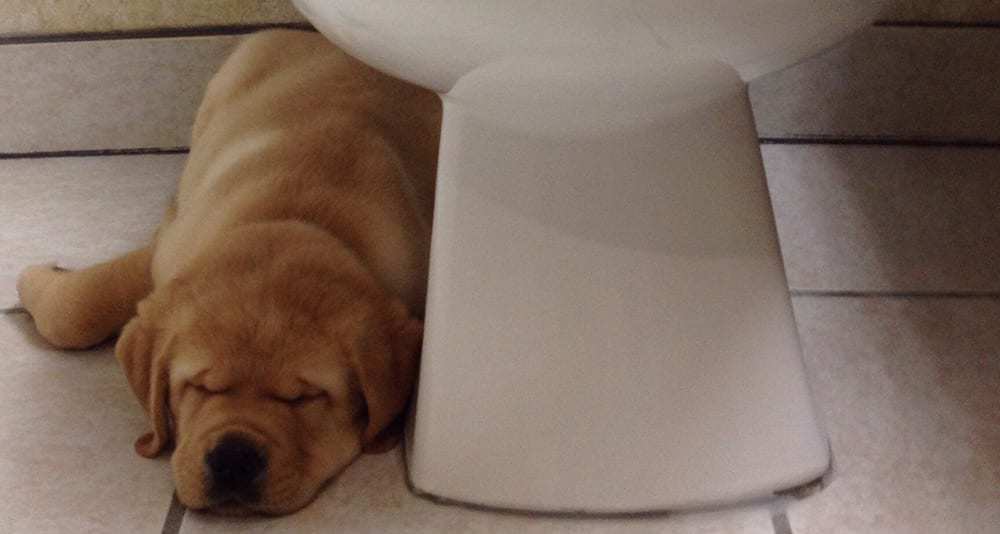 Sleeping Puppies Loading...
