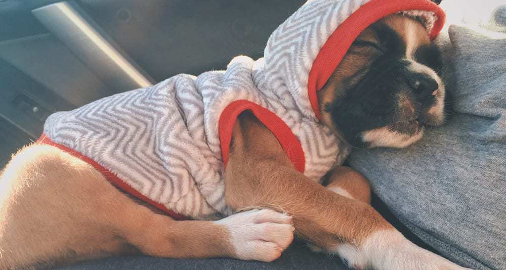 Sleeping Puppies Loading...