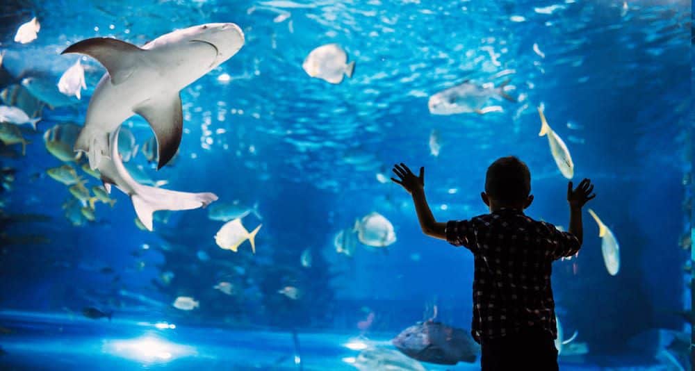 Visit The Aquarium Loading...