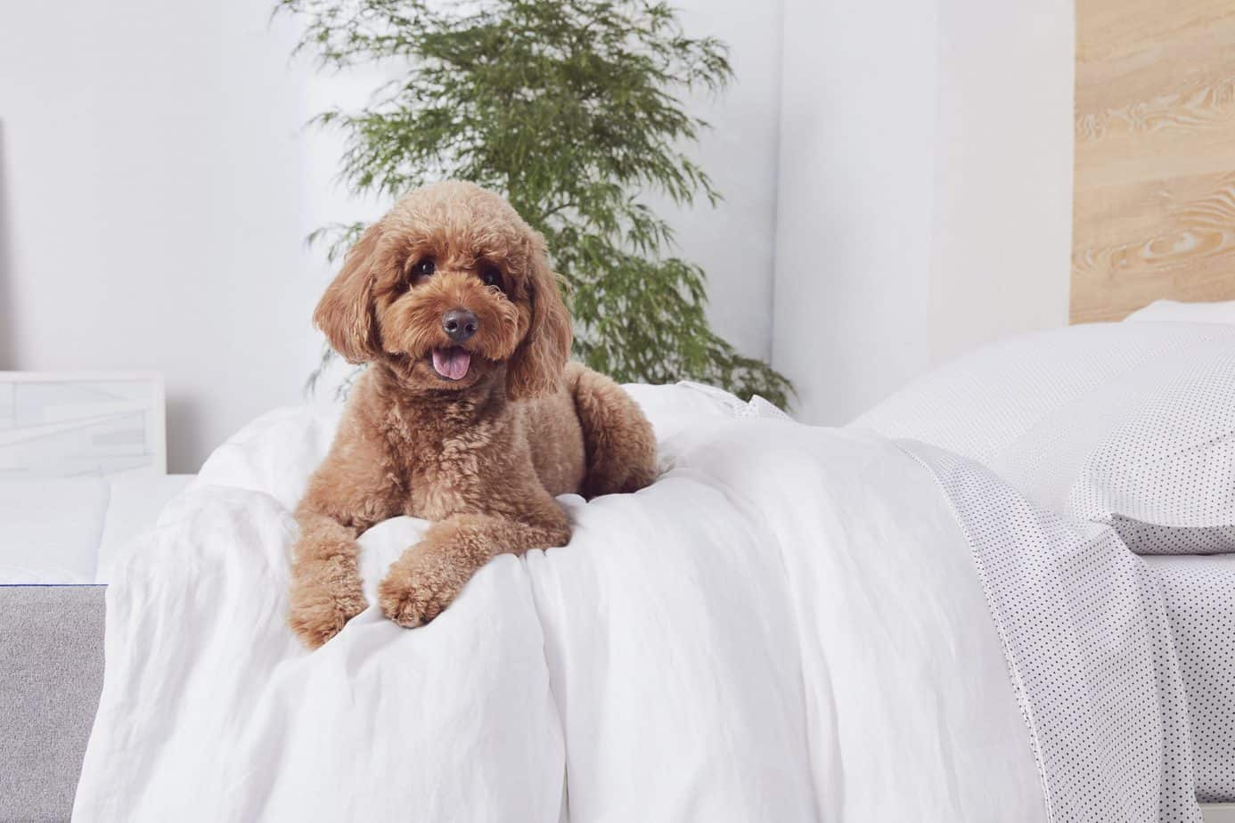 What is a duvet cover? Duvet Vs Comforter A guide to bedding Nectar