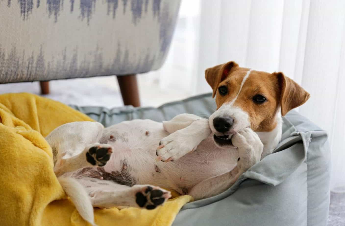 How to Wash a Dog Bed the Right Way?