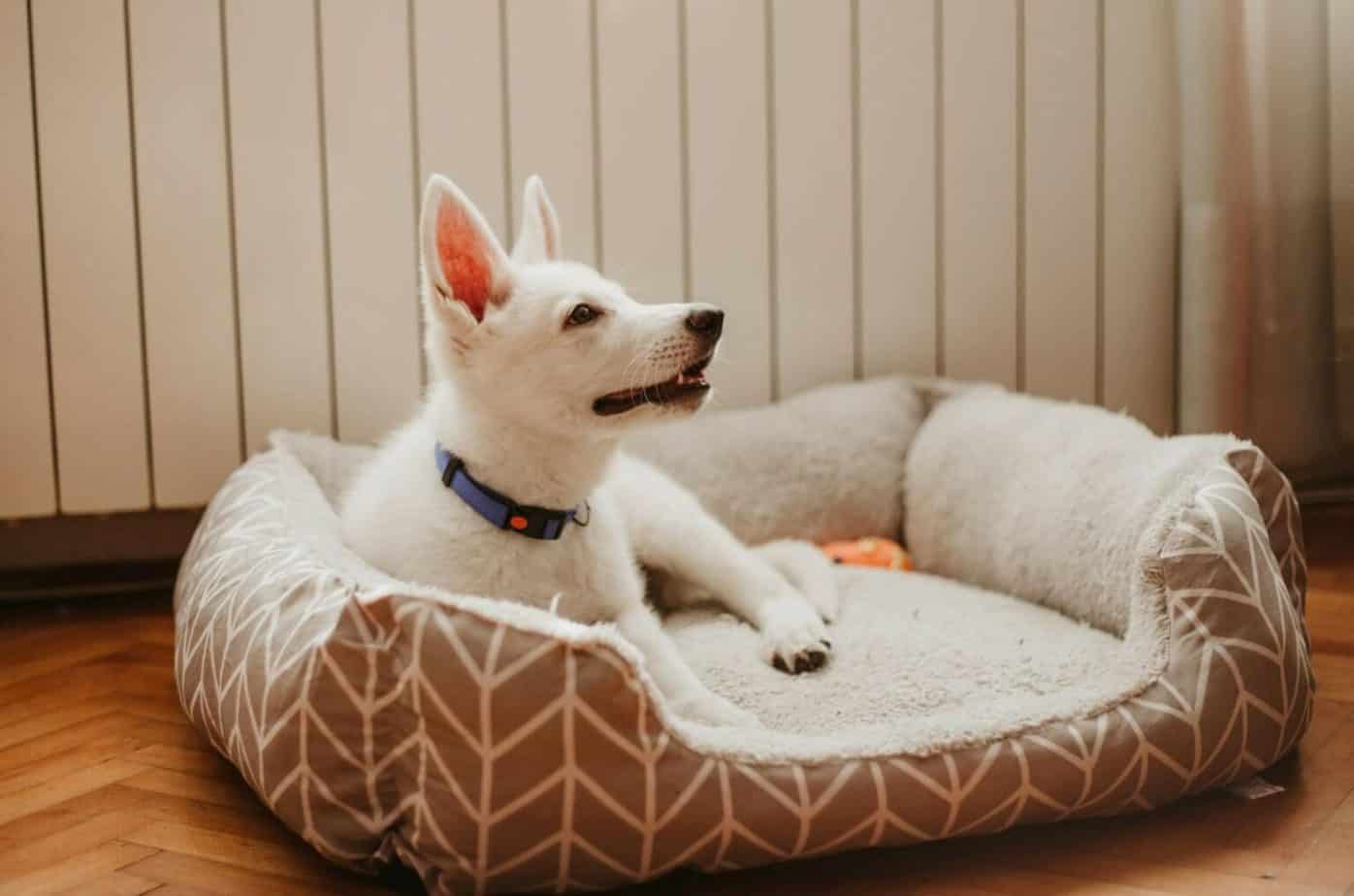 How to Wash a Dog Bed the Right Way?