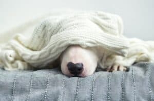 The Burrower