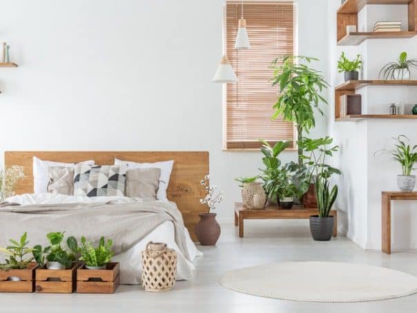 14 of the Best Bedroom Plants