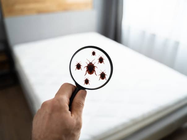 How to get rid of bed bugs instantly