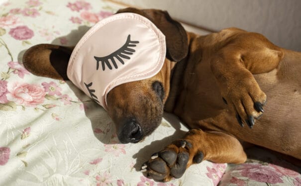 10 Dog Sleeping Positions and the Meaning Behind Them