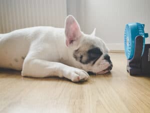 dog spleeing on its tummy
