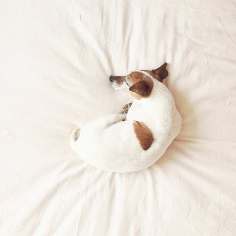 10 Dog Sleeping Positions And The Meaning Behind Them Nectar Sleep