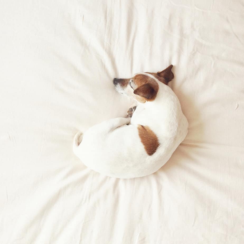 Dog sleeping curled up in a ball
