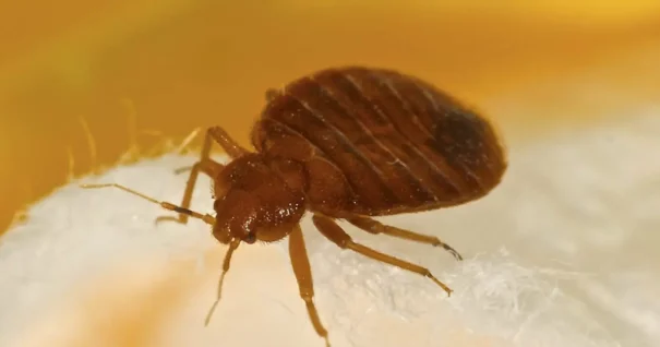 What Do Bed Bugs Look Like? A Guide To Finding Them