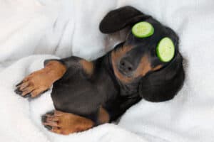 dog laying down on its back