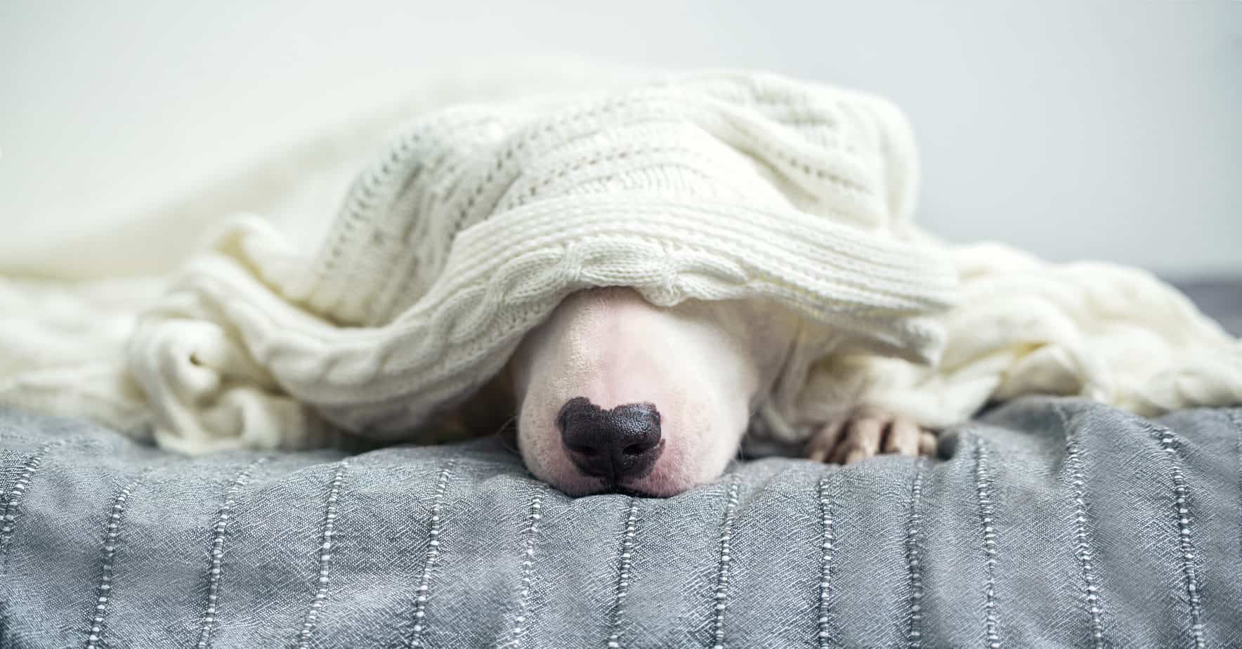 dog sleeping on a bed under knitted blanket