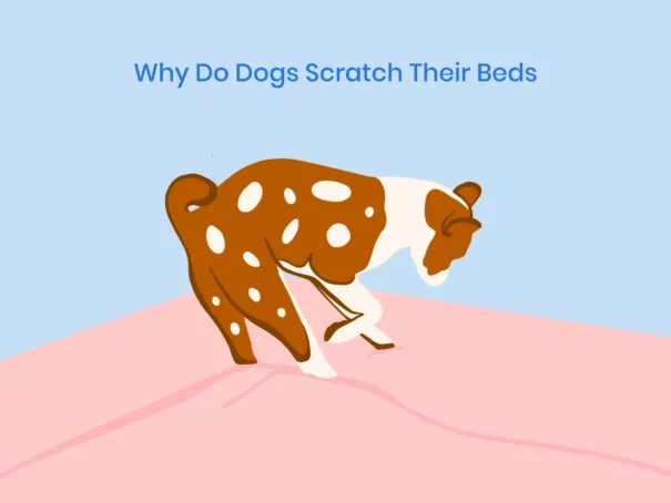 Why Do Dogs Scratch Their Bed?

