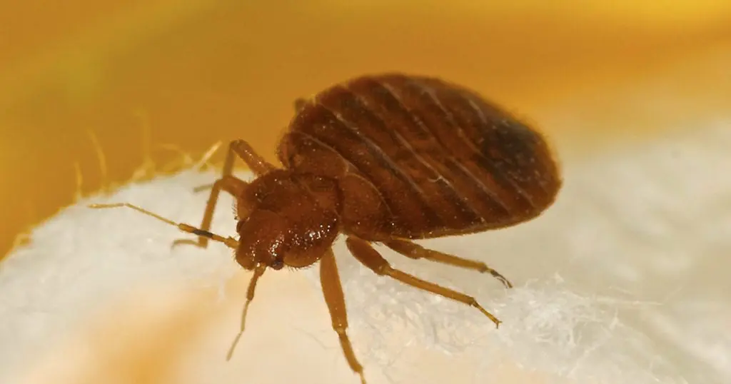 Bedbugs on Mattress? Why It is Better to Get Rid of It!